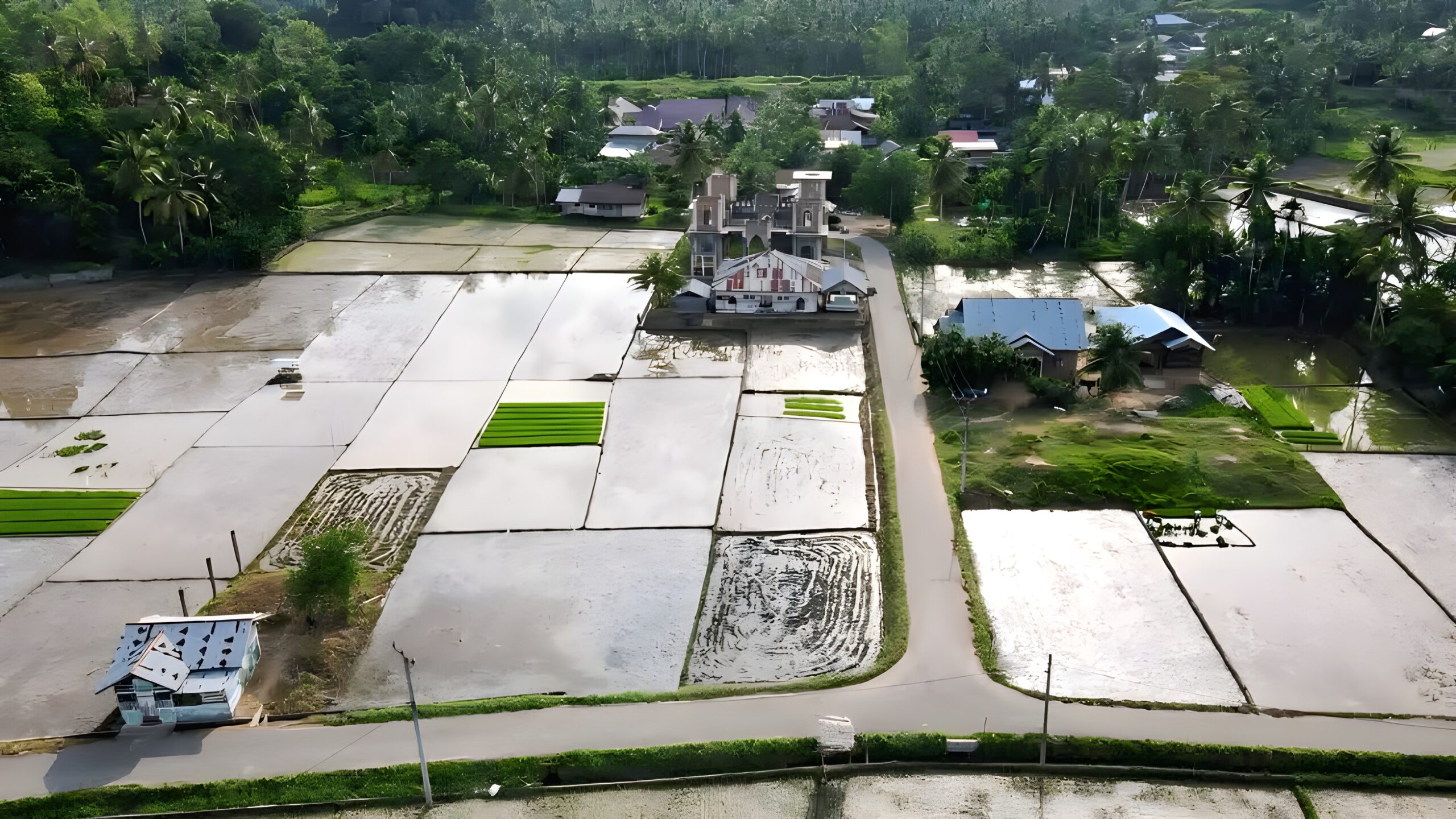 Sawah Gampong Seuneubok, Blang Mangat- Kota Lhokseumawe