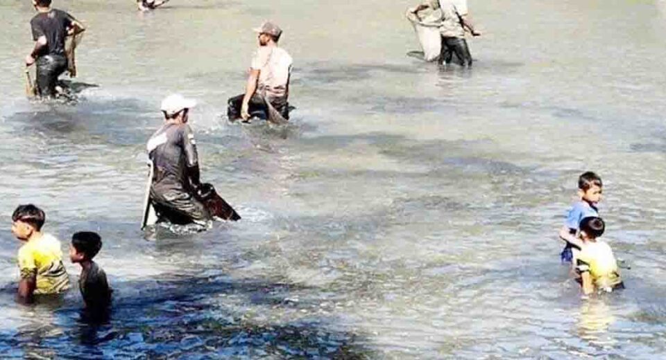 Waduk Seuneubok Dikeringkan, Warga Ramai-Ramai Panen Ikan