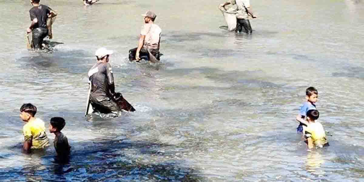 Waduk Seuneubok Dikeringkan, Warga Ramai-Ramai Panen Ikan